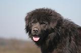 DOGUE DU TIBET 555